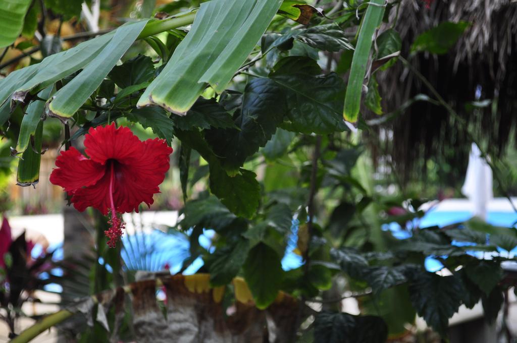 Green Tulum Cabanas & Gardens 외부 사진