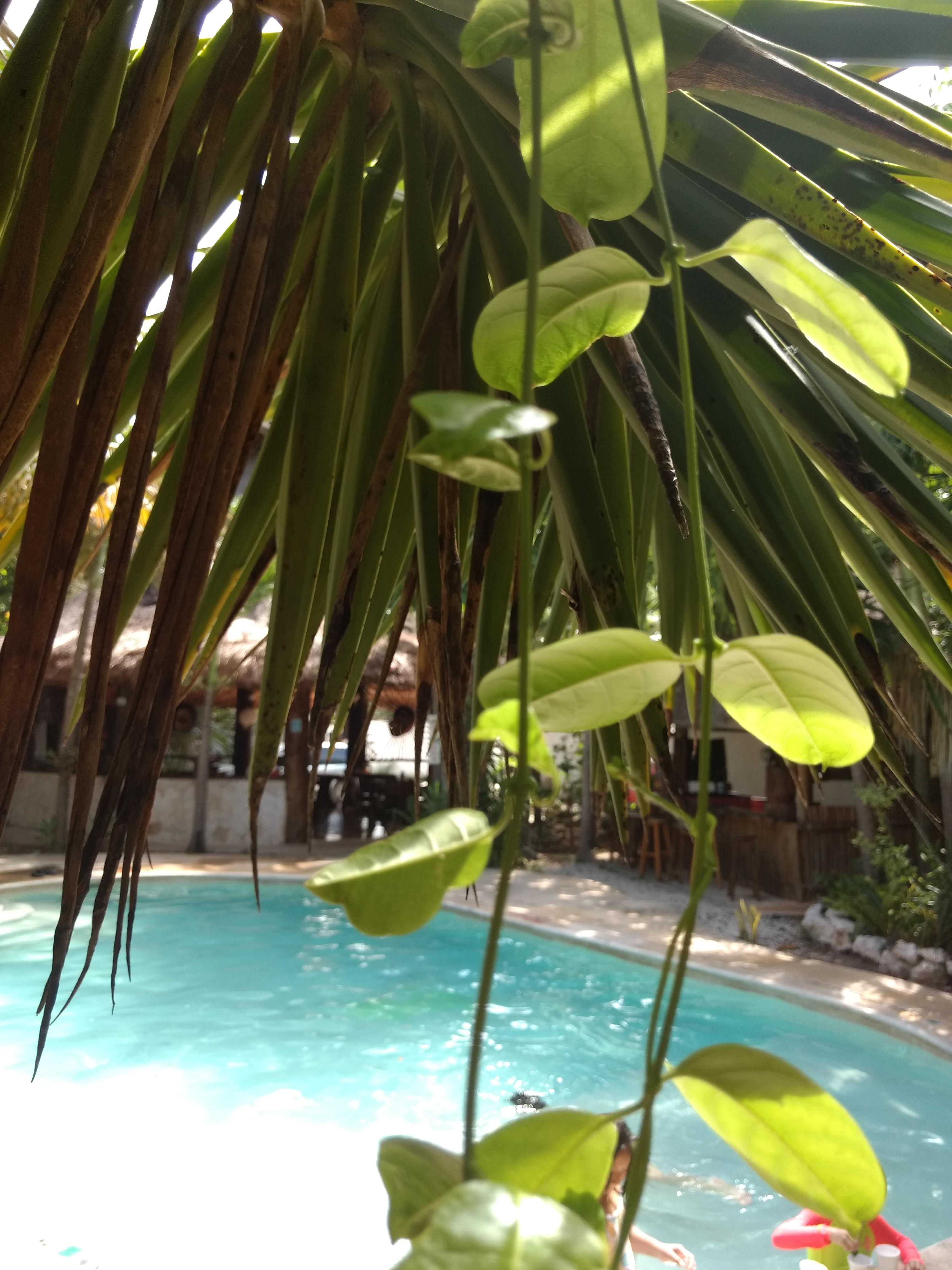 Green Tulum Cabanas & Gardens 외부 사진