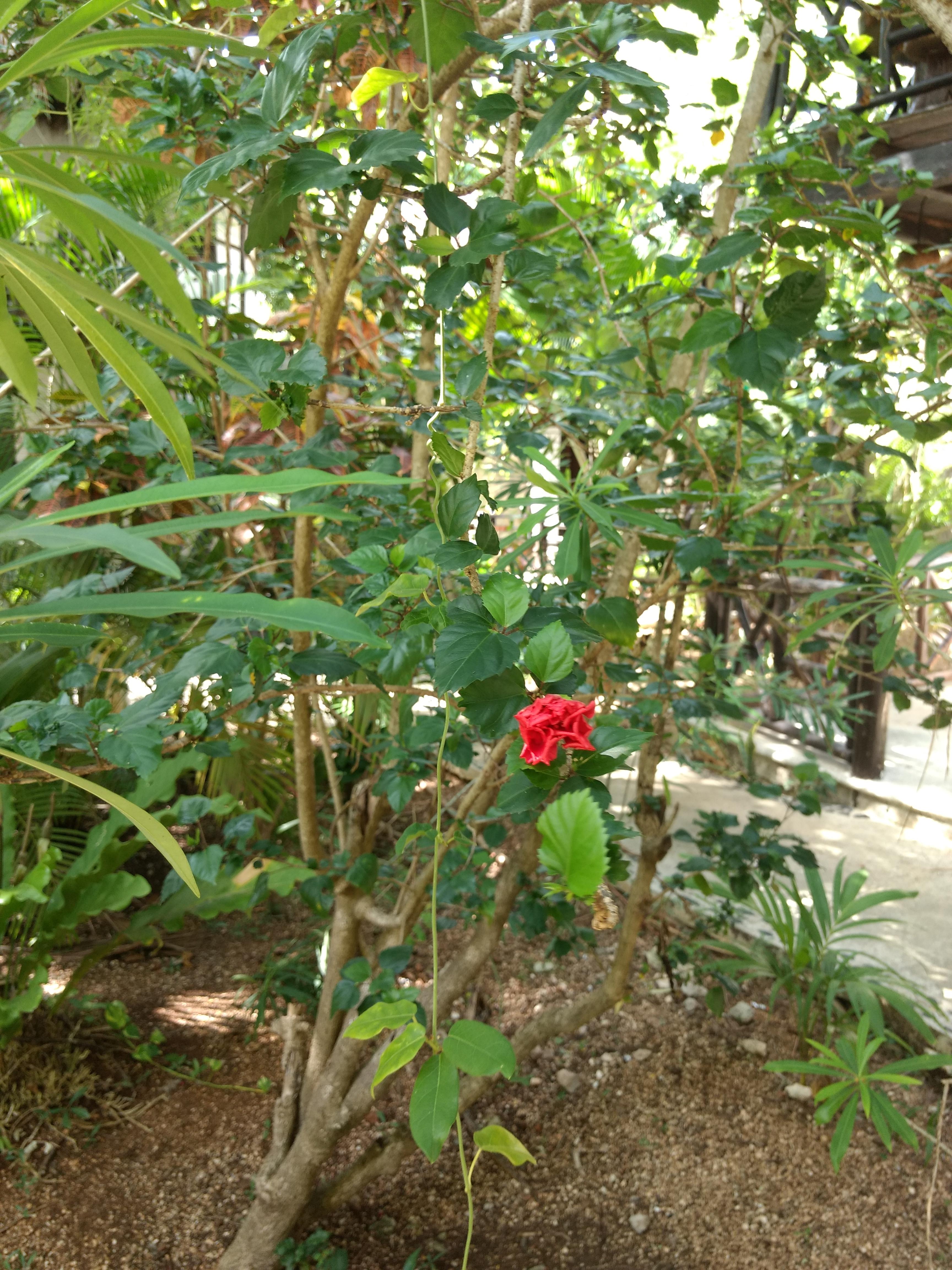 Green Tulum Cabanas & Gardens 외부 사진